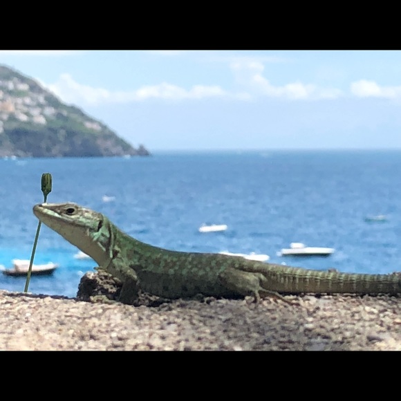 Happy Poshing! - Picture 5 of 13